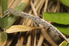 Uraria lagopodioides