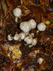 Agaricus leptocaulis