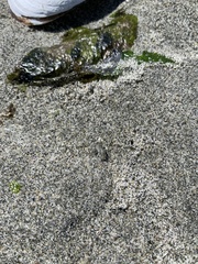 Megalorchestia pugettensis