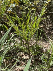 Amorphophallus kiusianus