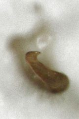 Chinamiris muehlenbeckiae