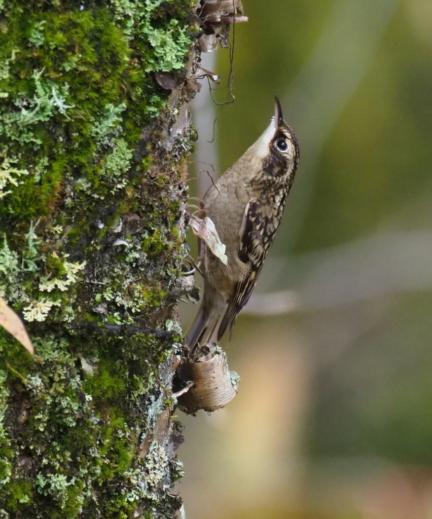 Sichuan Treecreeper photo