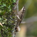 Sichuan Treecreeper - Photo (c) Phil Benstead, some rights reserved (CC BY-NC), uploaded by Phil Benstead
