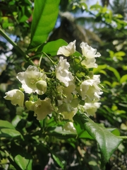 Vallaris glabra