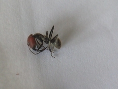 Camponotus singularis