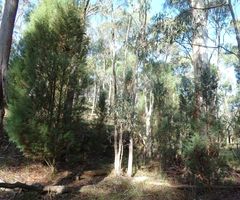 Callitris rhomboidea