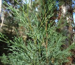 Callitris rhomboidea