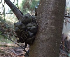 Callitris rhomboidea