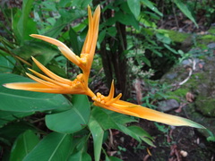 Heliconia aurantiaca