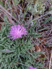 Jurinea humilis
