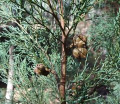 Callitris rhomboidea