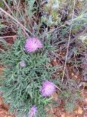Jurinea humilis
