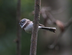 Aegithalos fuliginosus