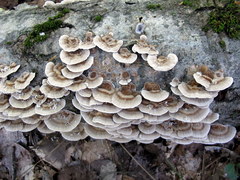 Trametes hirsuta image