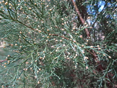 Callitris rhomboidea