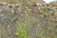 Diplotaxis harra lagascana