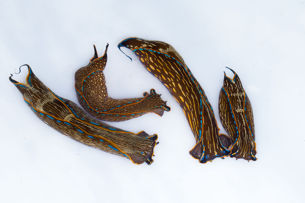 California Aglaja (Nudibranchs and Other Sea Slugs of California