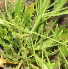 Diplotaxis harra lagascana