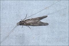 Triplectides similis