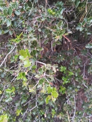 Quercus coccifera