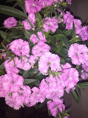 Dianthus chinensis