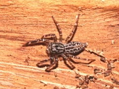 Adoxotoma nodosa