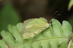 Abaeis salome jamapa