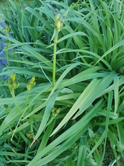 Hemerocallis lilioasphodelus