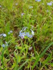 Myosotis