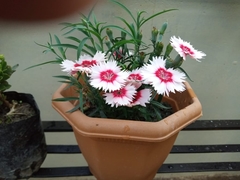Dianthus chinensis