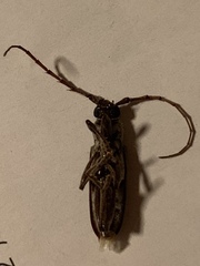 Elaphidion mimeticum