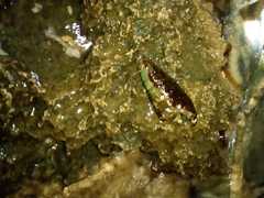 Rhyacophiloidea