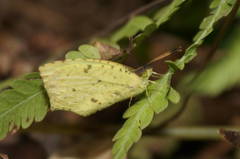 Abaeis salome jamapa