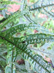 Psylliodes brettinghami