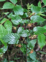 Rubus corchorifolius