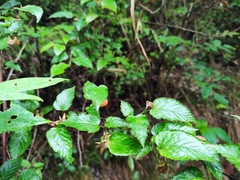 Rubus corchorifolius