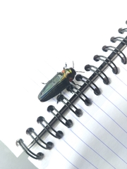 Belionota prasina