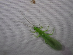 Alloperla