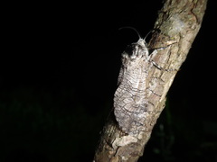 Prionoxystus macmurtrei