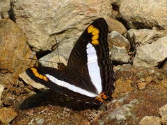 Adelpha pithys