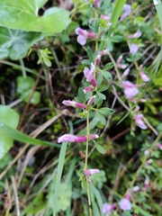 Chamaecytisus purpureus