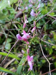 Chamaecytisus purpureus