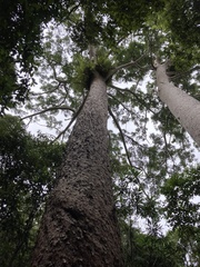 Agathis microstachya