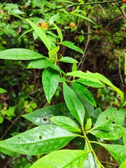 Litsea pungens