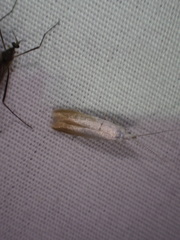 Coleophora cornivorella