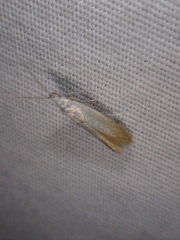 Coleophora cornivorella
