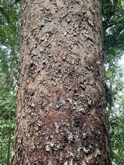 Agathis microstachya