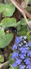 Anthophora retusa