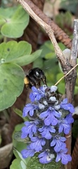 Anthophora retusa