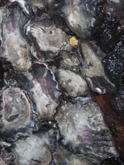 Saccostrea